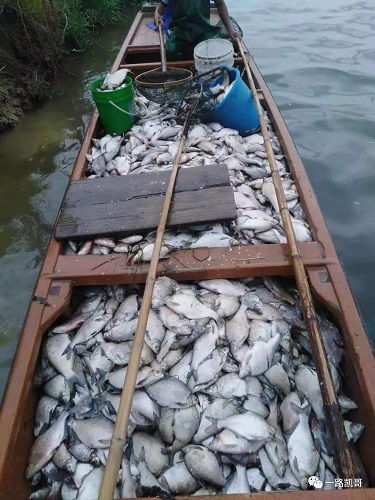商家出售调水药没把水调好,反而致死5万条鱼 图片 水产药品 水产养殖网