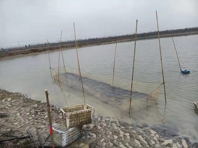 黄石市水产技术推广站指导阳新水产养殖技术