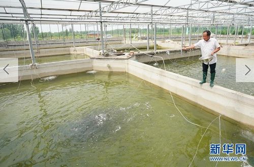 河北省卢龙县发展淡水养殖产业助力乡村振兴